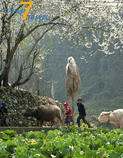HÀ NỘI – HÀ GIANG 3 NGÀY 3 ĐÊM