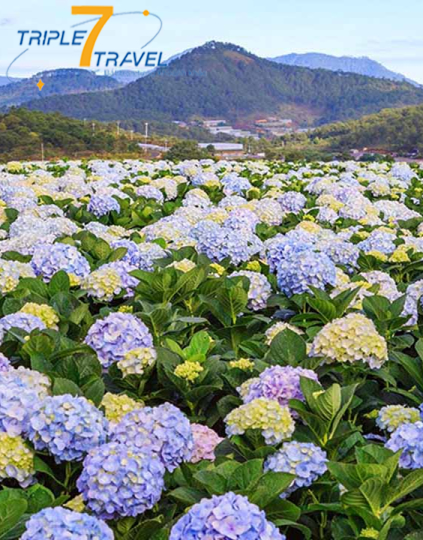 ĐÀ LẠT – THÀNH PHỐ NGÀN HOA 