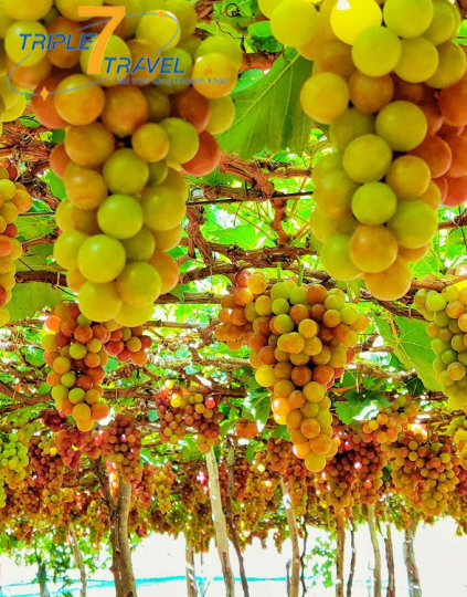 NINH CHỮ - VĨNH HY–HANG RÁI 